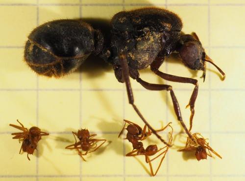 Réf. 281 147 : Atta cephalotes